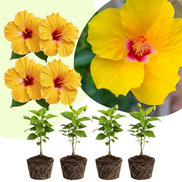 4 Yellow Hibiscus Live Plants, Hibiscus Flower, Patio Container Plant, 4-8 Inch Tall