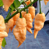 Pepper Chili Live Plant, Chili Plant, 4-7 Inch Tall, 4 Inch Pot