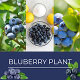 2 Sunshine Blueberry Live Plants, Ready to Grow Plant, 4-7 Inch Tall