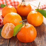 Sweet Clementine Mandarin Tree Plant Live, Starter Plant, 1 Gallon Pot