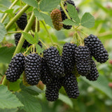 2 Ouachita Black Berry Plants, Blackberries Bush, 4-6 Inch Tall