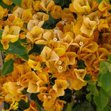 2 Yellow Bougainvillea Plants Live, Garden Flower Vine, 4-7 Inch Tall