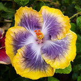 Purple Yellow Hibiscus Plant 5-7" Tall