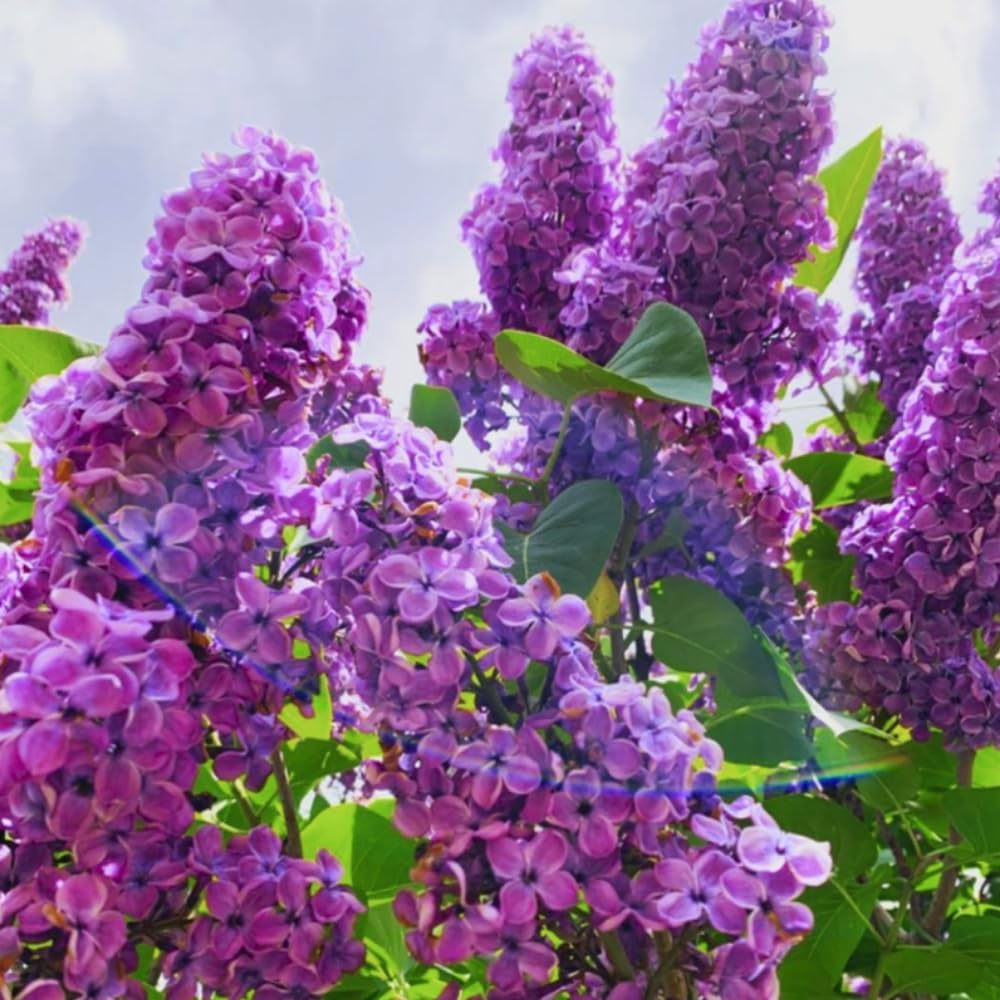 2 Purple Lilac Plants Live, Flowering Shrub, 4-6 Inch Tall, 4 Inch Pot