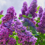 2 Purple Lilac Plants Live, Flowering Shrub, 4-6 Inch Tall, 4 Inch Pot
