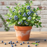 2 Sunshine Blueberry Live Plants, Ready to Grow Plant, 4-7 Inch Tall