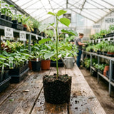 Hardy Kiwi Live Plant, Berry Vine Plant, 4-6 Inch Tall
