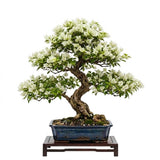 White Bougainvillea Live Plant, Well-Rooted Flower Vine, 4 Inch Tall