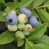 2 Sharpblue Blueberry Live Plants, Ready to Grow Plant, 4-7 Inch Tall
