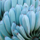 Ice Cream Banana Live Plant, Hardy Garden Plant, 4-6 Inch Tall