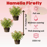 3 Red Live Firebush Hamelia Plants, Well-Rooted Shrub Plant, 4-6 Inch Tall