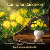 Yellow Dandelion Plant Live, Herb Plant, 4-6 Inch Tall, 4 Inch Pot