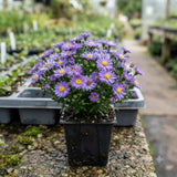 Lilac Blue Aster Live Plant, Flowering Garden Plug, 3-5 Inches Tall