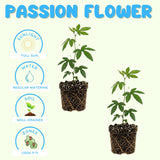 2 Blue Passion Flower Plants, Passiflora Flower Plant, 4-6 Inch Tall