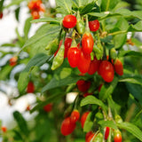 Red Goji Berry Live Plant, Garden Plant, 4-6 Inch Tall