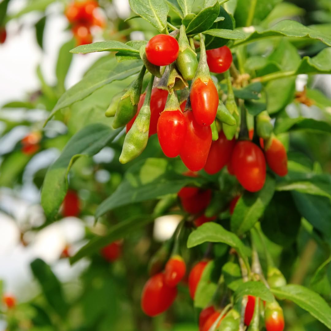 2 Red Goji Berry Plants Live, Garden Plant, 4-6 Inch Tall for Growing