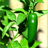 Green Hot Chili Pepper Plant Live, Pepper Plant, 4-7 Inch Tall, 4 Inch Pot