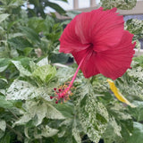 4 Snow Hibiscus Live Plants, Hibiscus Flower, Patio Container Plant, 4-8 Inch Tall