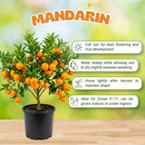Orange Satsuma Tree Live, Mandarin Tree, 1-2 Ft Tall, 1 Gallon Pot