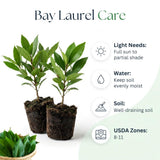 2 Sweet Live Bay Leaf Plants, Live Starter Plant, 4-6 Inch Tall