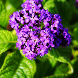 2 Purple Blue Heliotrope Live Plants, Starter Plant, 3-5 Inch Tall