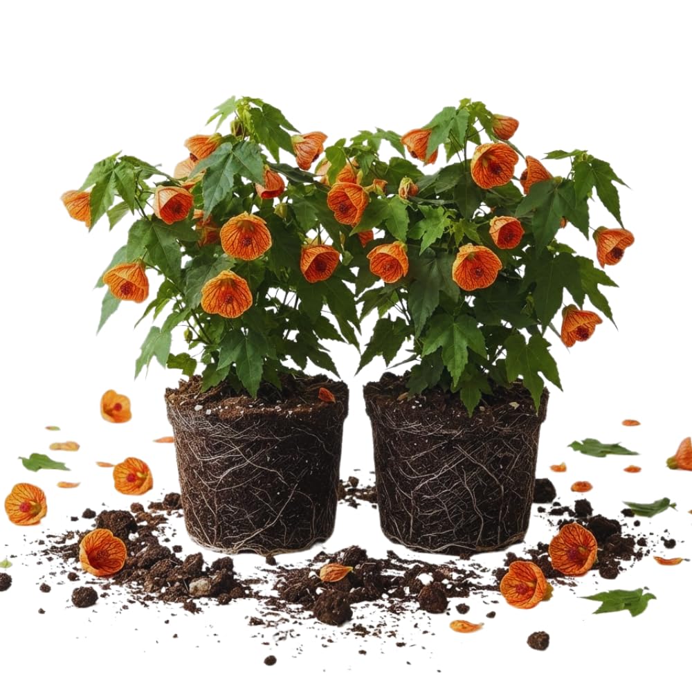 2 Orange Abutilon Live Plants, Flowering Plug, 5-7 Inch Tall