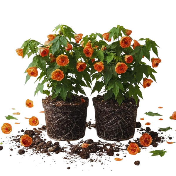 2 Orange Abutilon Live Plants, Flowering Plug, 5-7 Inch Tall