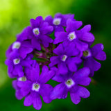 3 Purple Verbena Live Plants