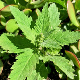 Epazote Herb Live Plant, Garden Herb Plant, 4-6 Inch Tall, 4 Inch Pot