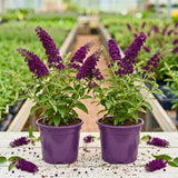 2 Black Buddleia Live Plants, 5-9" Butterfly Bush for Outdoor Gardens