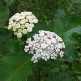 2 White Milkweed Live Plants, Asclepias Tuberosa Plant 4–6" Tall