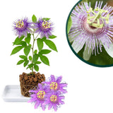 Light Purple Passiflora Passion Flower Live Plant, 4-6 Inch Tall
