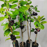 Black Plum Tree Plant Live, Outdoor Garden Fruit Tree, 4 Inch Pot