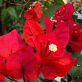 Set 2 Bougainvillea Plants Live Trees, Very Hardy 4-7" Tall, Vibrant Flowering Shrubs for Outdoor Garden, Patio, or Container Planting, No Pot (Red Bougainvillea)