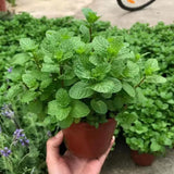 Mint Live Plant, Indoor Outdoor Herb Plant, 2-3 Inch Tall