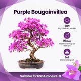 Purple Bougainvillea Plant Live, Patio Flower Vine, 4-6 Inch Tall, 4" Pot
