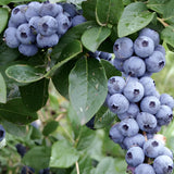 2 Biloxi Blueberry Plants Live for Planting, 4-6 Inc Tall, Sweet Blueberry Bushes Live Plant, Fruit Tree, High Yielding, No Pot