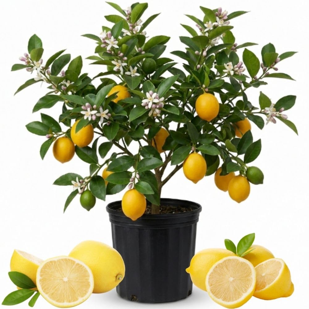Meyer Lemon Tree Plant Live, Starter Plant, 1-2 Ft Tall, 1 Gallon Pot