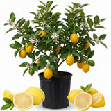 Meyer Lemon Tree Plant Live, Starter Plant, 1-2 Ft Tall, 1 Gallon Pot