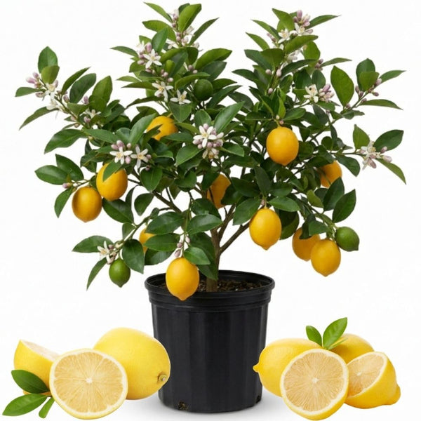 Meyer Lemon Tree Plant Live, Starter Plant, 1-2 Ft Tall, 1 Gallon Pot