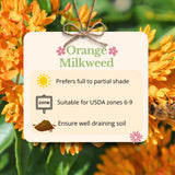 2 Orange Milkweed Live Plants, Asclepias Tuberosa, 4-6 Inch Tall