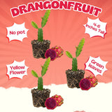 3 Baby Dragon Fruit Plants Live, Sweet Dragon Fruit Plant, 3-7 Inch Tall