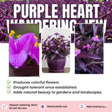3 Purple Tradescantia Wandering Jew Live Plants, Houseplant, 4-6 Inch Tall