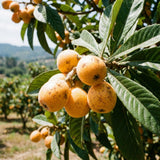 Golden Loquat Live Plant, Hardy Fruit Tree Plant, 8-10 Inch Tall