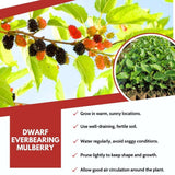Dwarf Everbearing Mulberry Fruit Plant Live 6-8 Inches Tall
