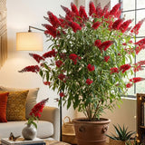 2 Red Buddleia Live Plants, 5-9" Butterfly Bush for Outdoor Gardens