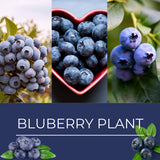 2 Jewel Live Blueberry Plants, Home Garden Plant, 4-7 Inch Tall