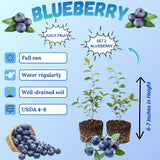 2 Sharpblue Blueberry Plant Live, Blueberry Bushes Plant, 4-7 Inch Tall