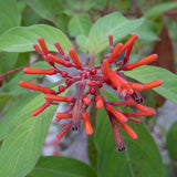 3 Red Live Firebush Hamelia Plants, Well-Rooted Shrub Plant, 4-6 Inch Tall