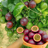 Red Live Passionfruit Plant, Live Starter Plant, 4-6 Inch Tall
